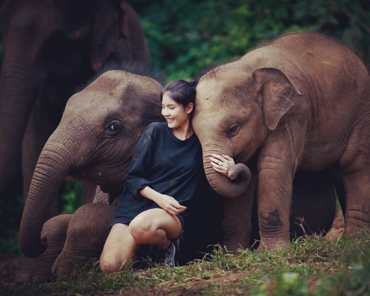 Elephant Jungle Sanctuary Chiang Mai - image 8