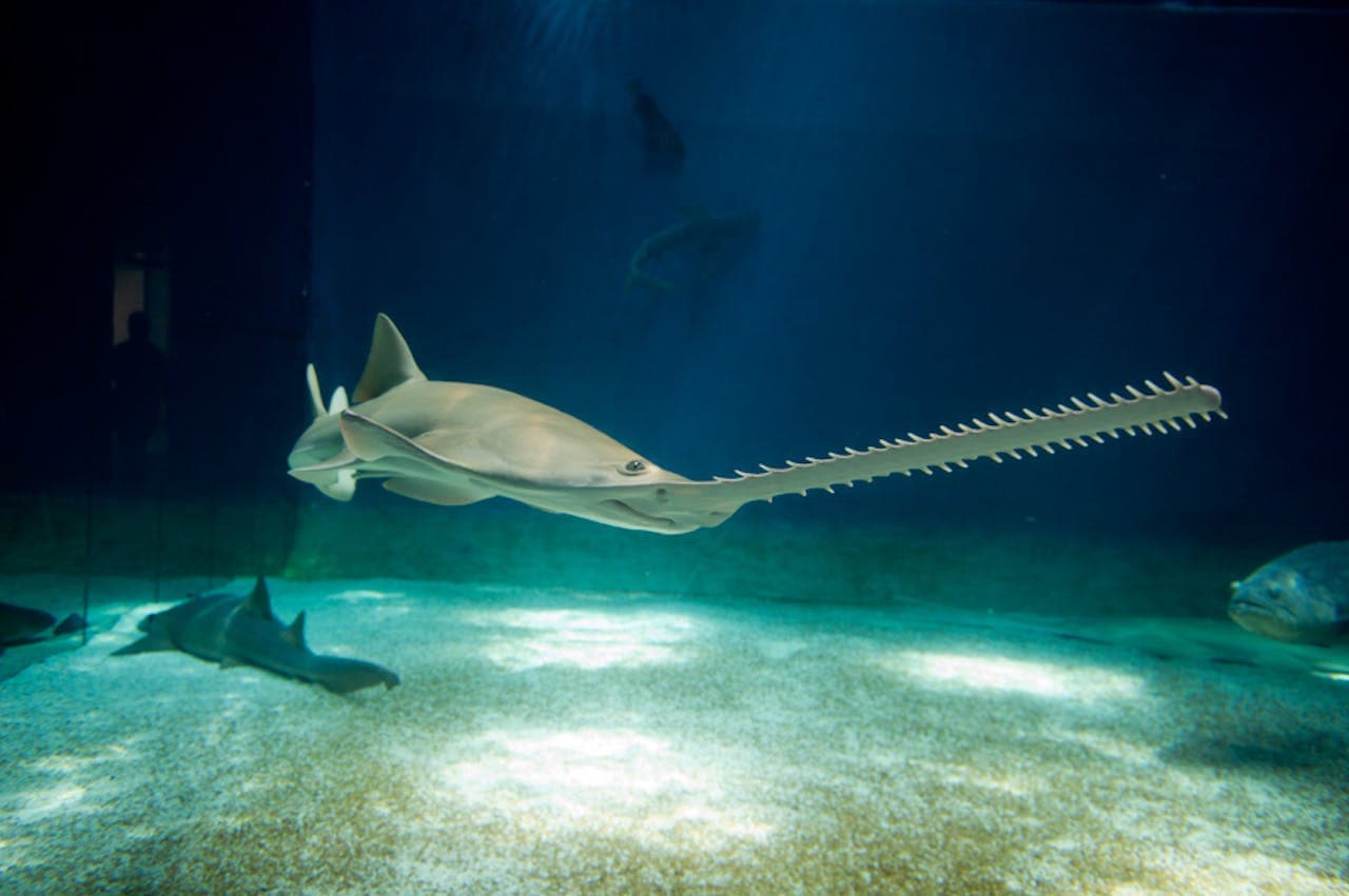Aquarium of Genoa Ticket - image 7