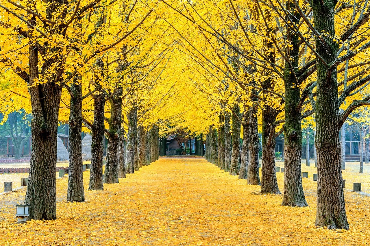 Nami Island, Petite France, Italian Village, and Gangchon Rail Bike Tour from Seoul - imagen 2
