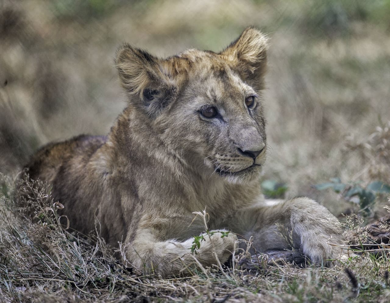 Thoiry ZooSafari: Sin filas - imagen 5