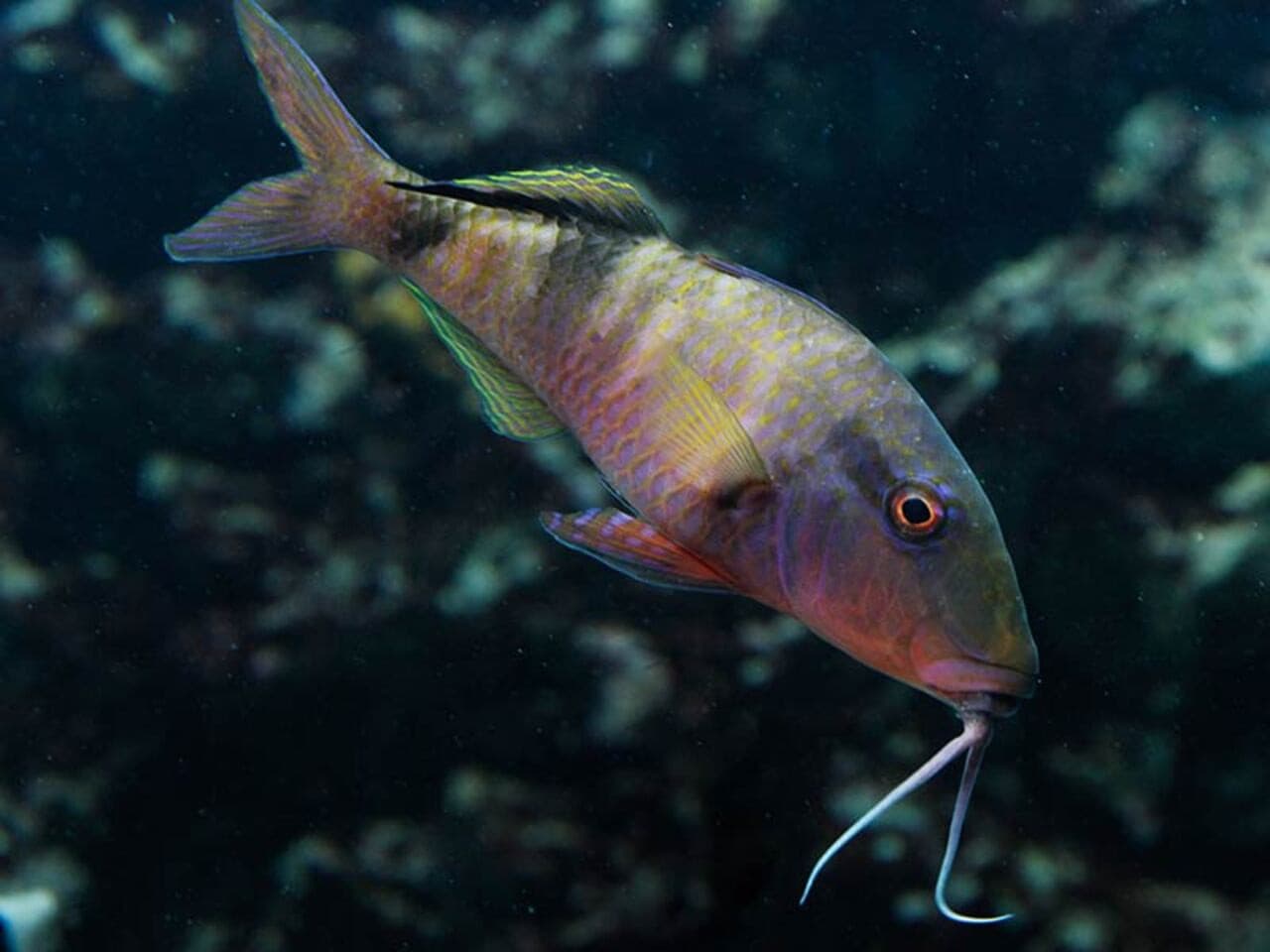Okinawa Miyakojima Undersea Park - image 10