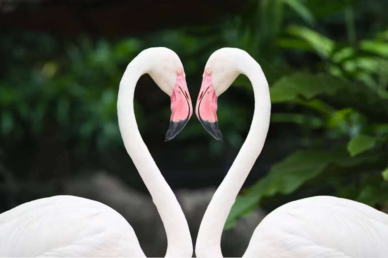 Zoo Miami Ticket - image 7