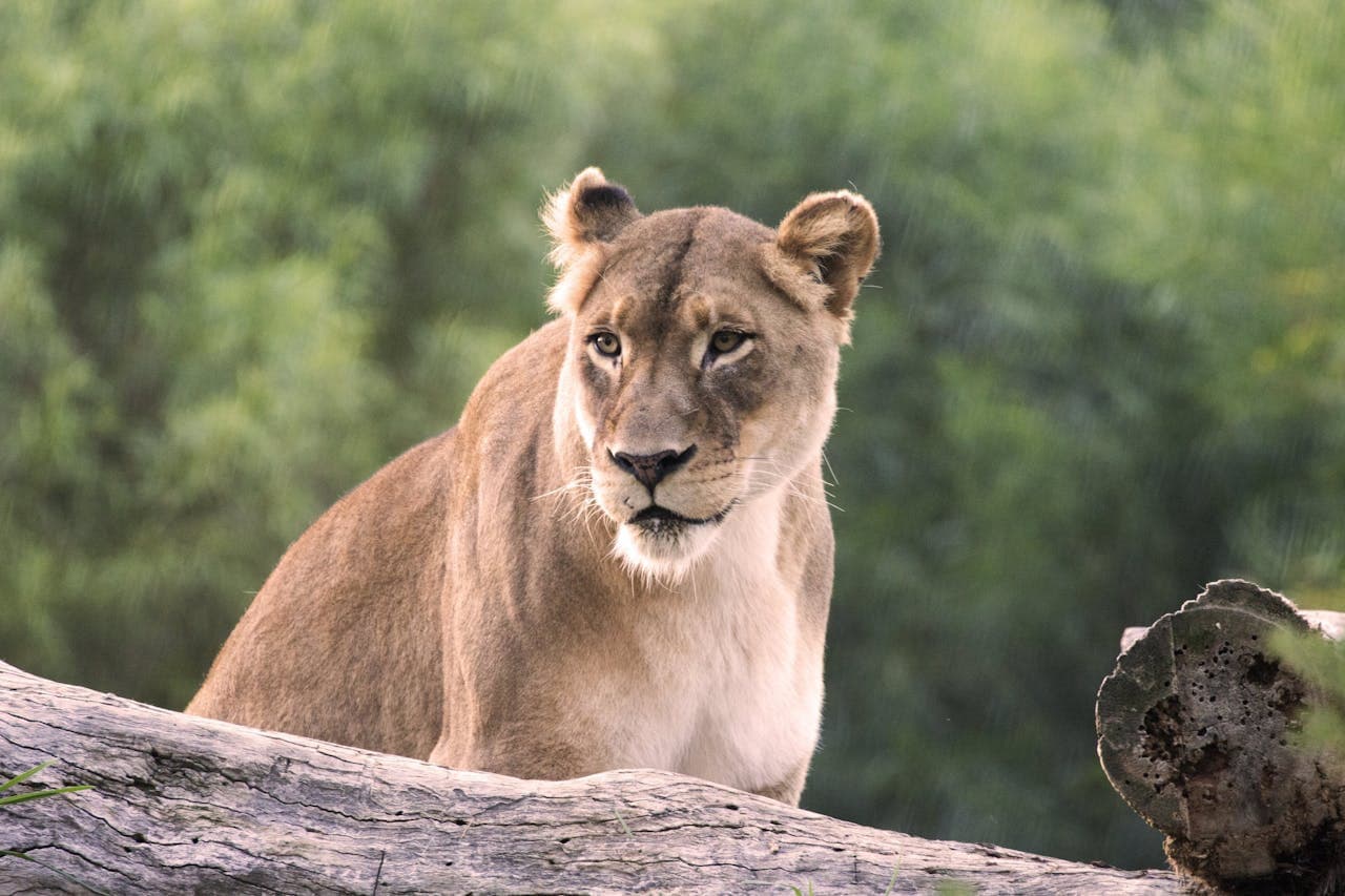 San Diego Zoo Safari Park Ticket - image 3