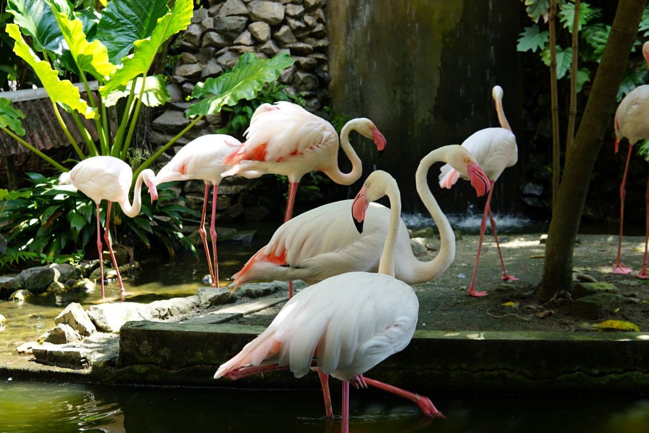 Penang Bird Park - main image