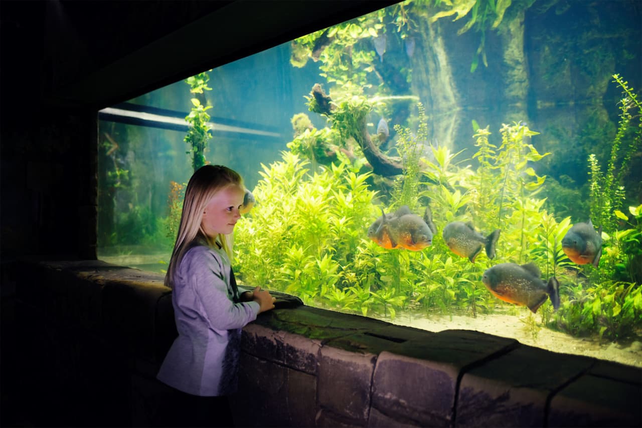 SEA LIFE Konstanz Aquarium Ticket - imagen 7