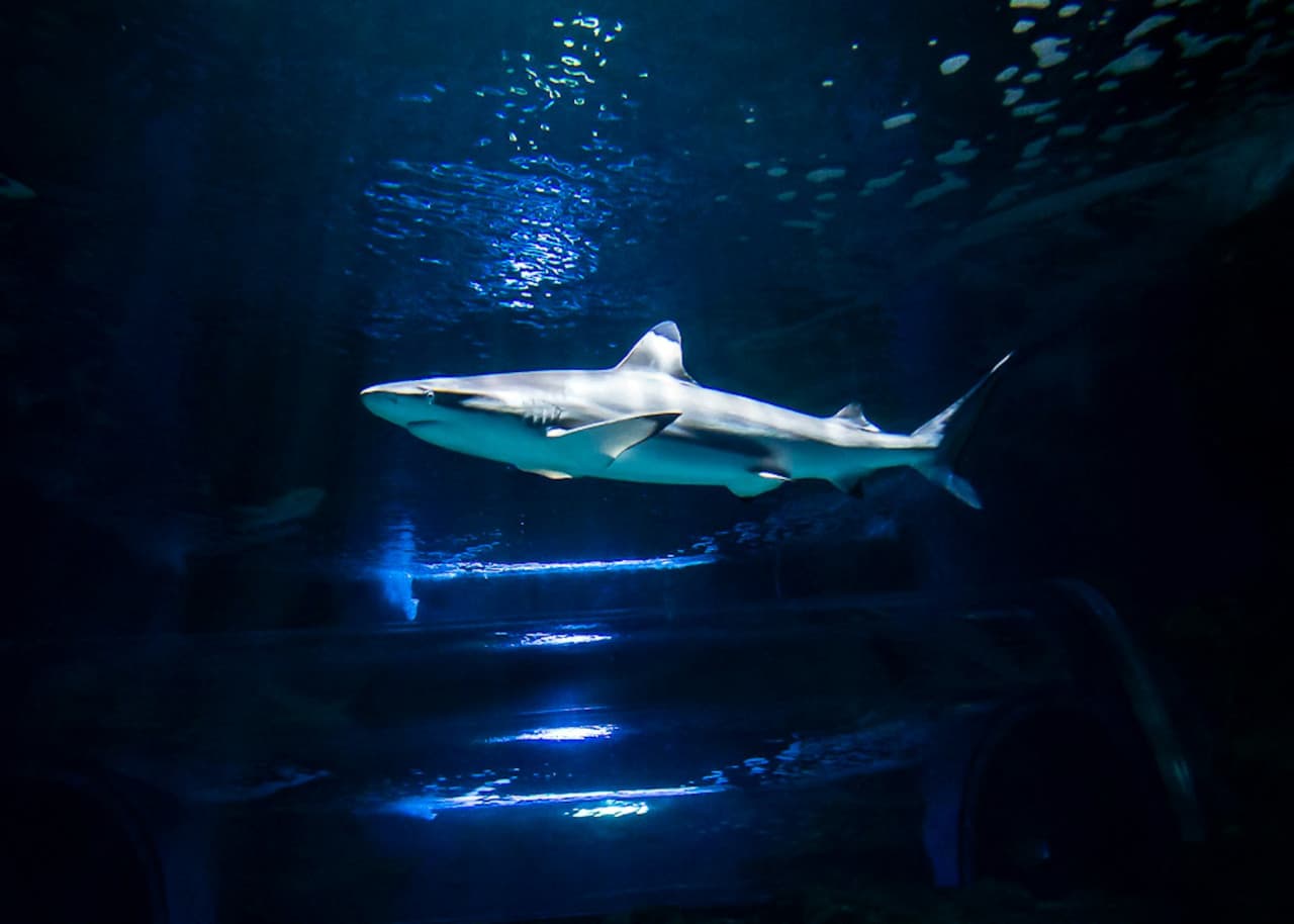 Entrada al Acuario de Lanzarote - imagen 10