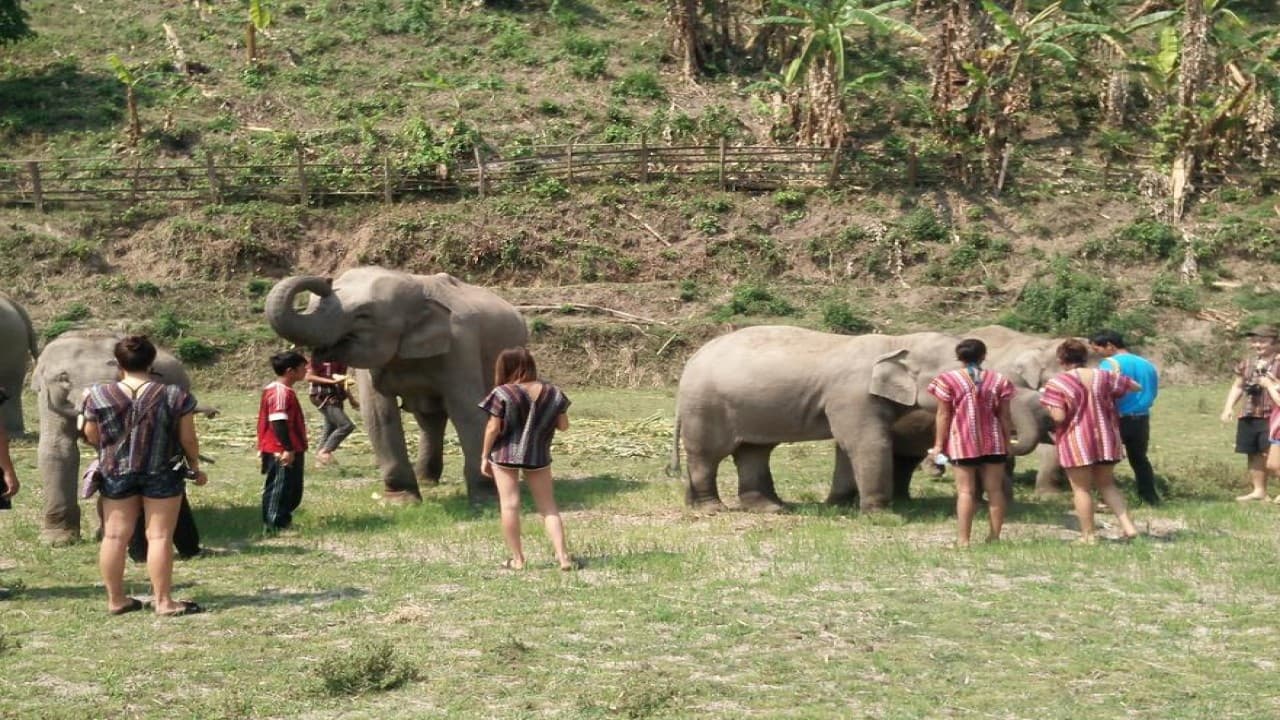 Elephant Jungle Sanctuary Chiang Mai - image 10