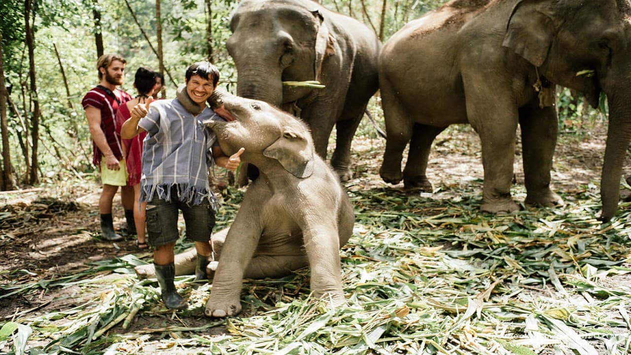 Elephant Jungle Sanctuary Chiang Mai - image 9