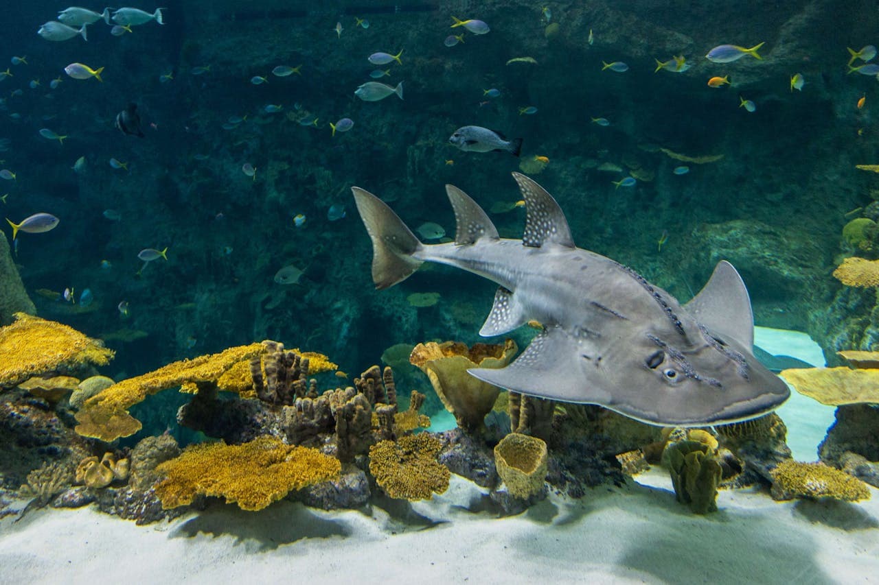 Seattle Aquarium Ticket - image 6
