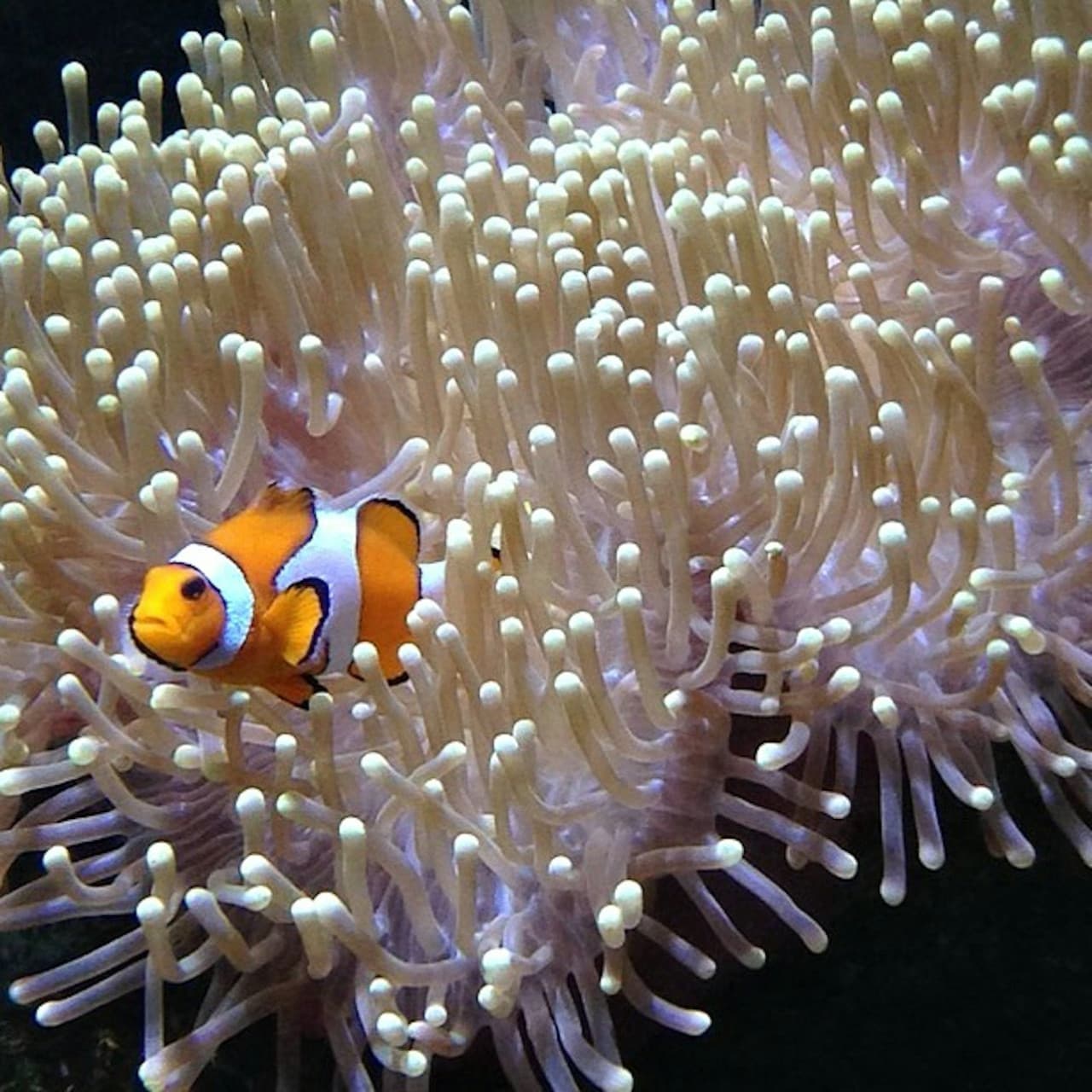 Entrada al Acuario de Lanzarote - imagen 2