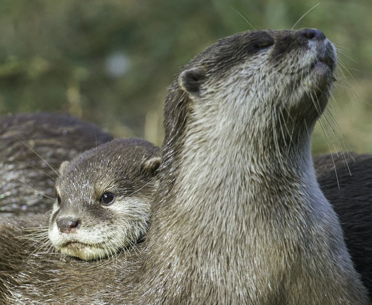 Thoiry ZooSafari: Sin filas - imagen 6