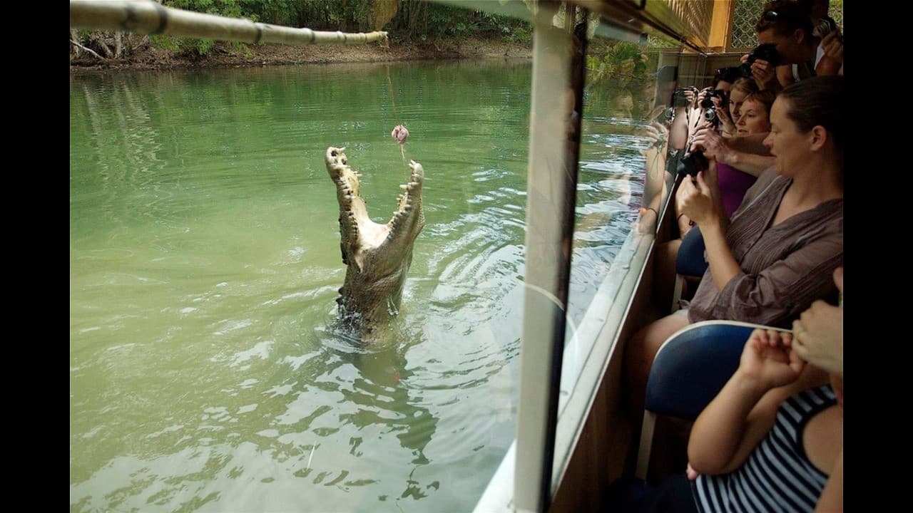 Hartley's Crocodile Adventures and Kuranda Tour from Port Douglas - main image