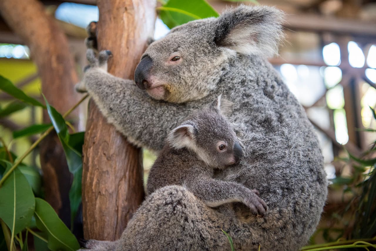 Kuranda Rainforestation Nature Park Full-Day Tour from Cairns - image 11