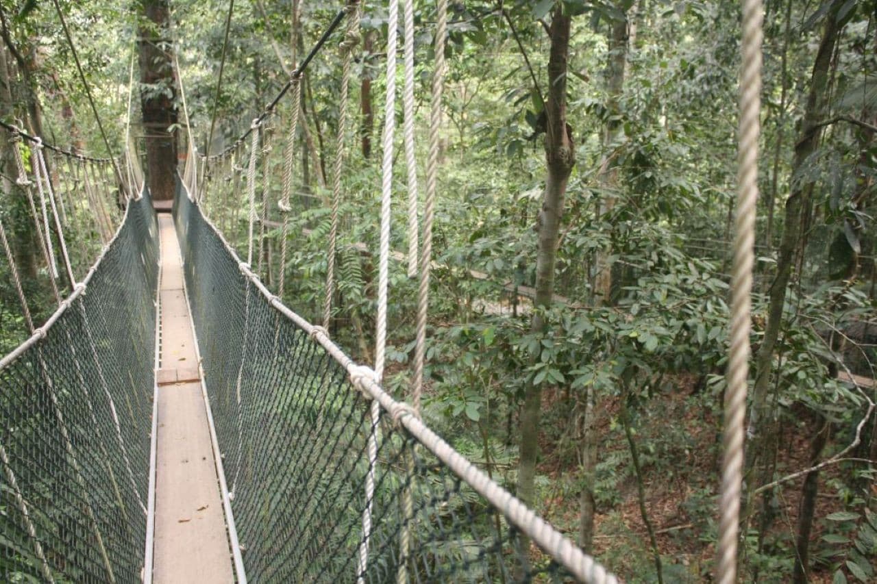 Taman Negara National Park Tour from Kuala Lumpur - image 6