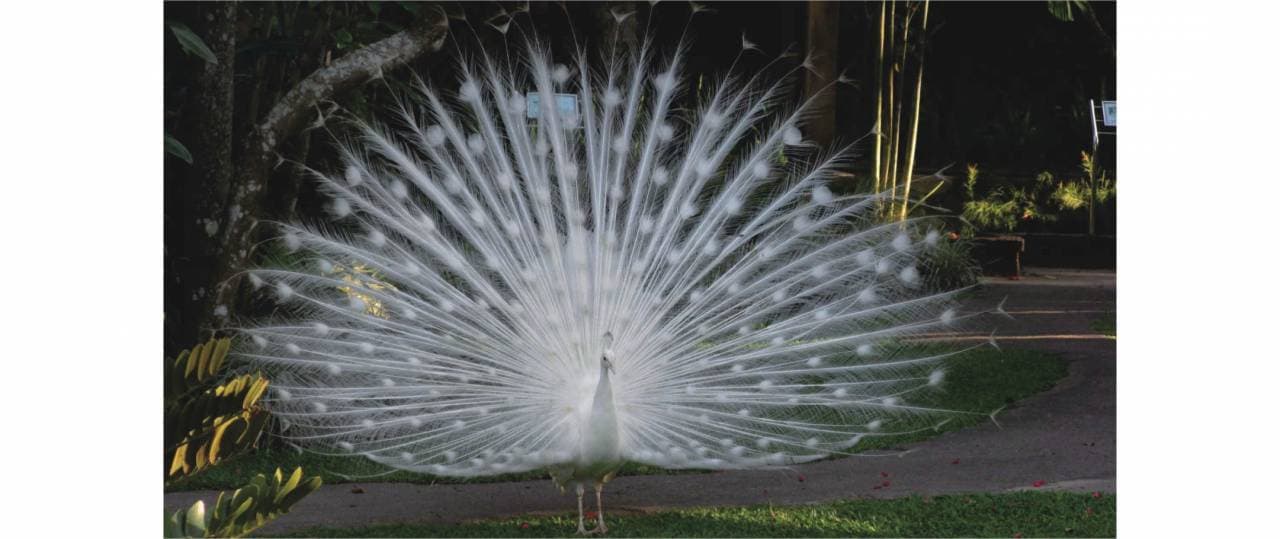 Bali Bird Park Ticket - image 21