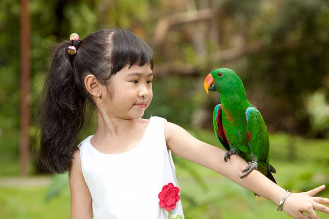 Bali Bird Park Ticket - image 12