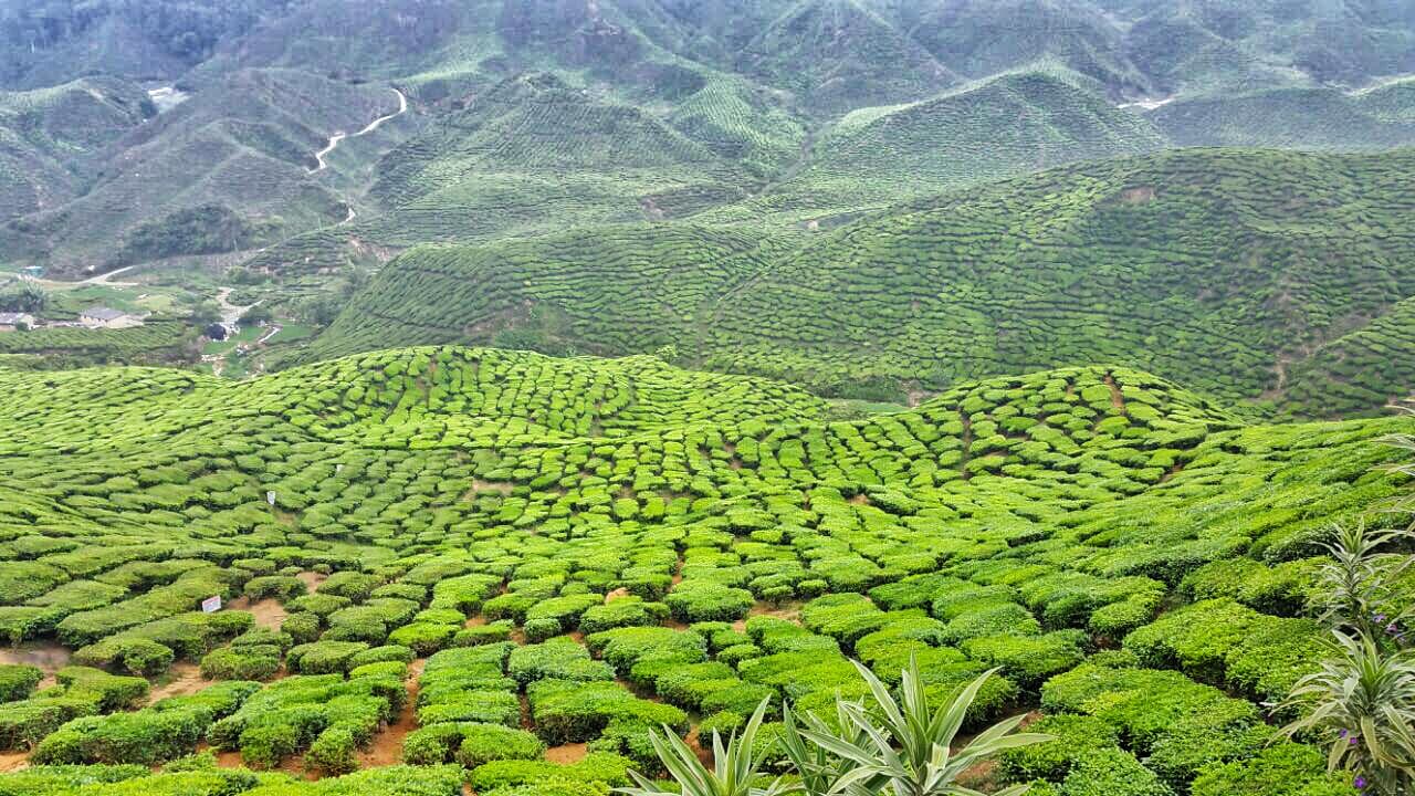 Cameron Highlands Tour from Kuala Lumpur - main image