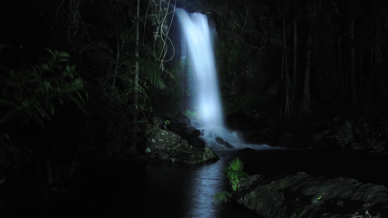 Guided Evening Rainforest Walk and Glow Worms Experience from Gold Coast - image 4