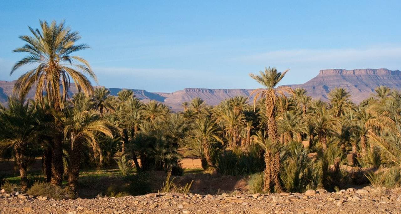 Quad Ride in Marrakech with Round Trip Transfers - main image