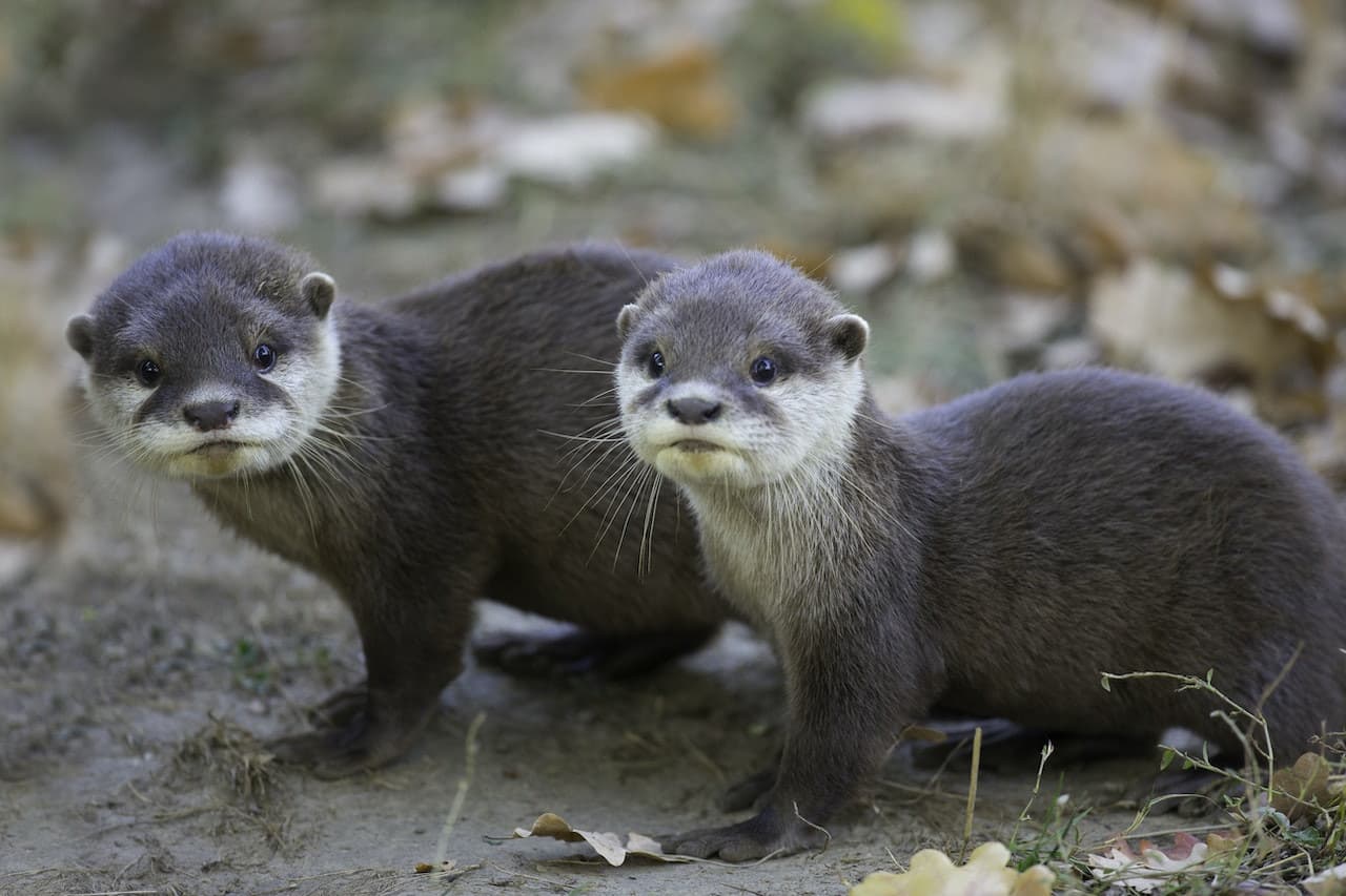 Thoiry ZooSafari: Sin filas - imagen 9
