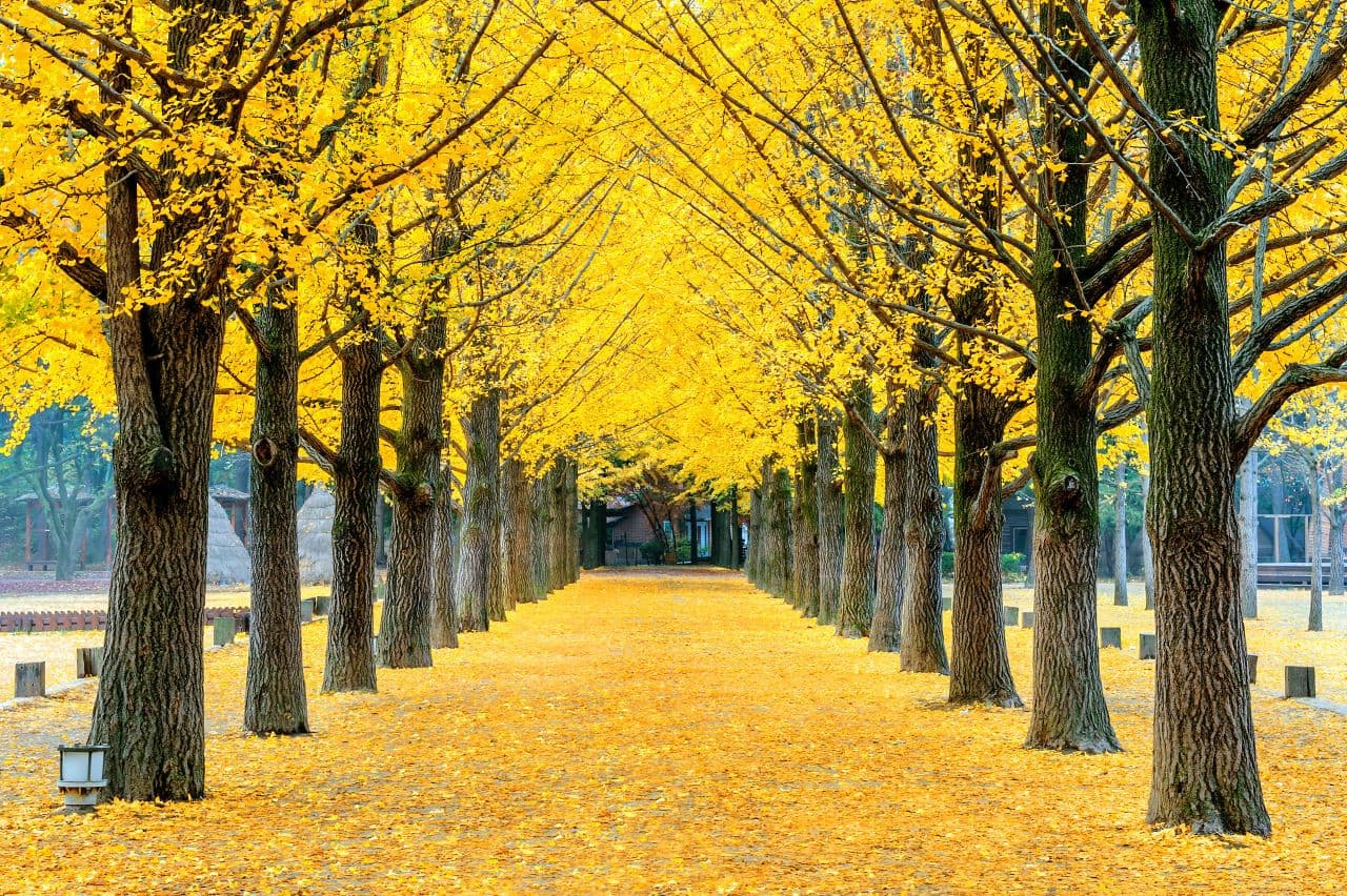 Alpaca World, Nami Island, and Garden of Morning Calm Tour from Seoul - imagen 14
