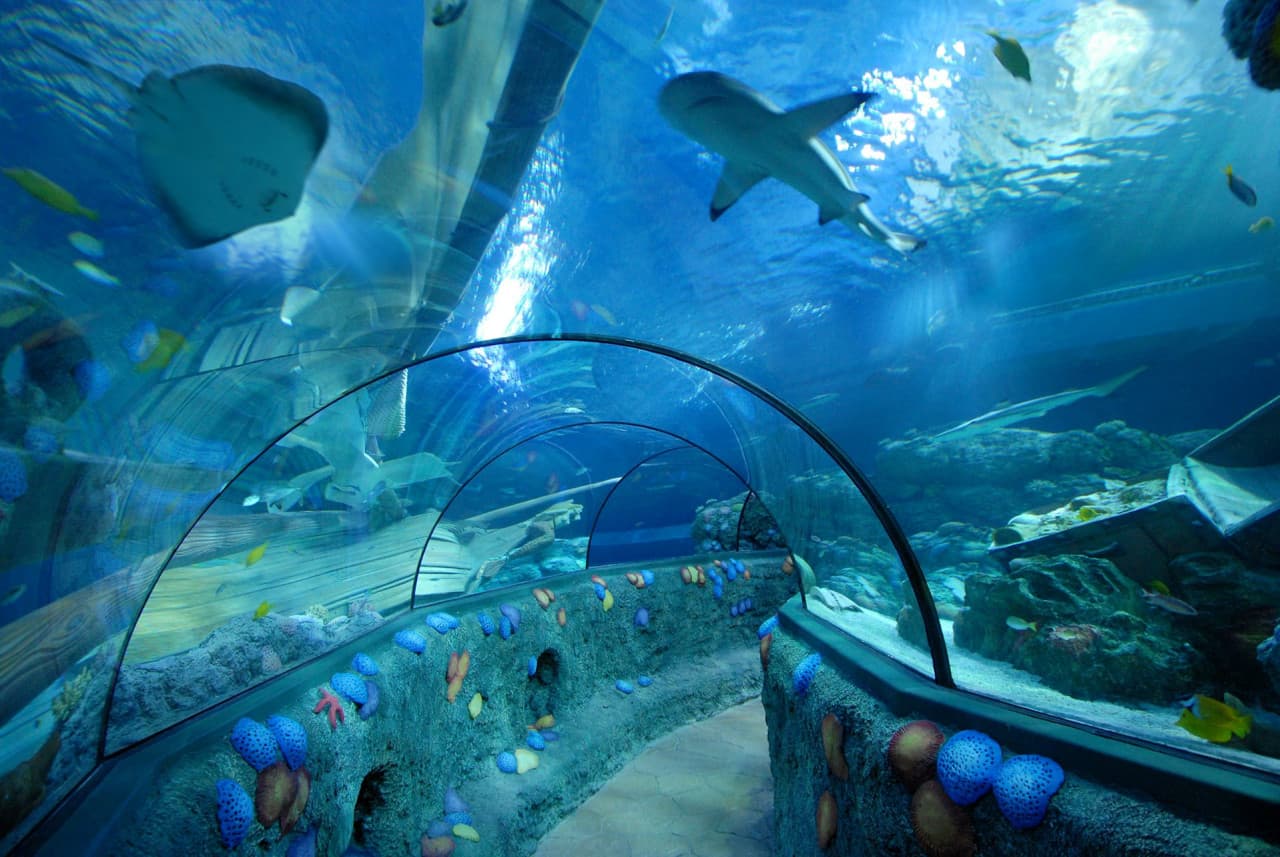 Gardaland SEA LIFE Aquarium Ticket - image 6