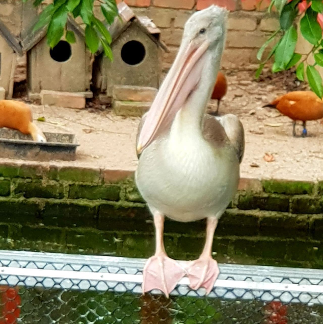 Penang Bird Park - image 6