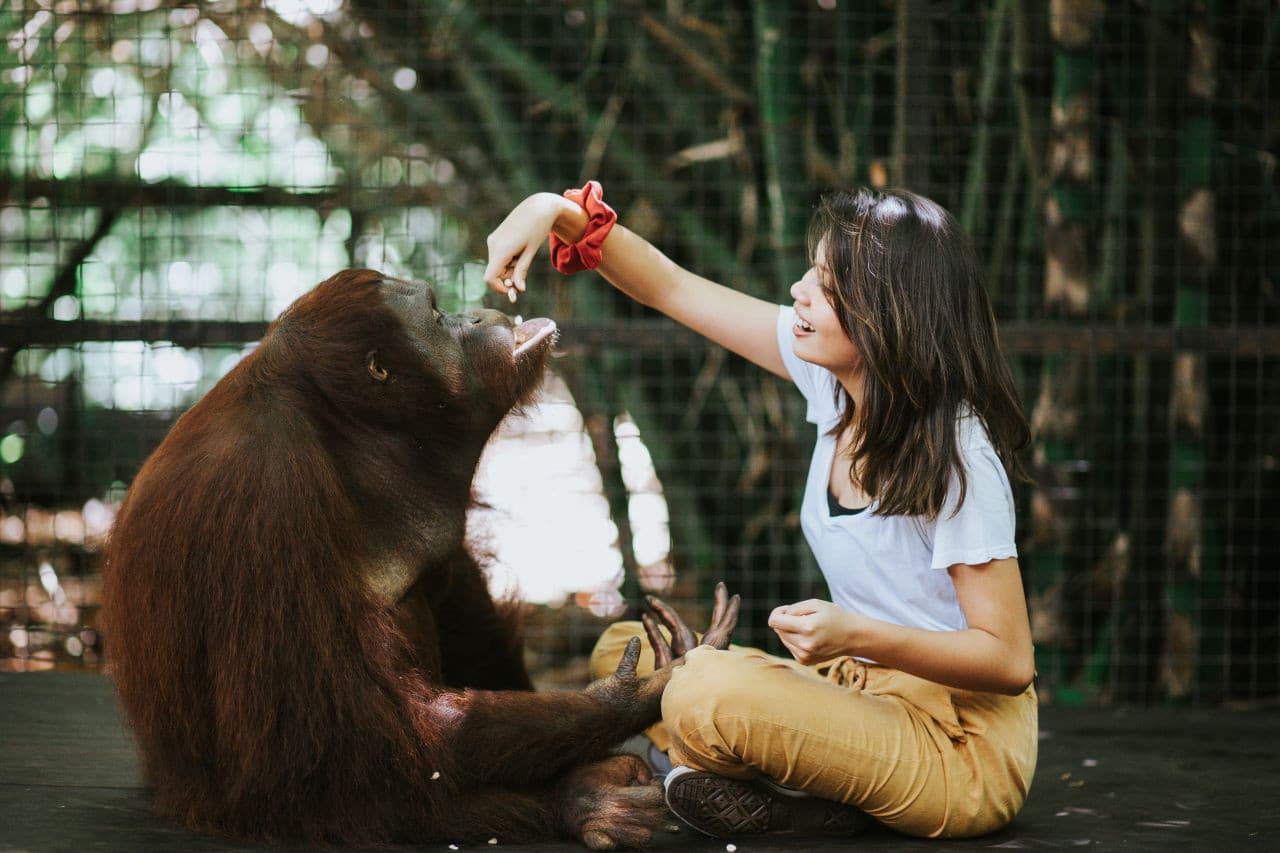 Lombok Wildlife Park Orangutan Interaction - main image