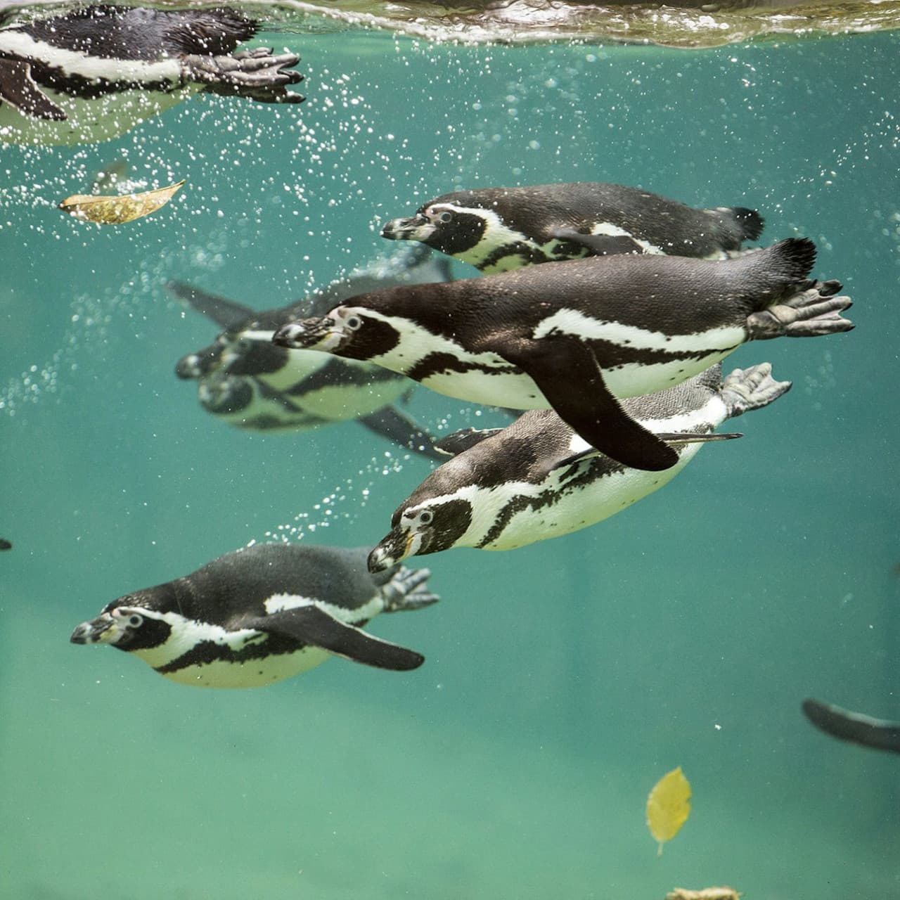 ZooParc de Beauval Ticket - 이미지 13