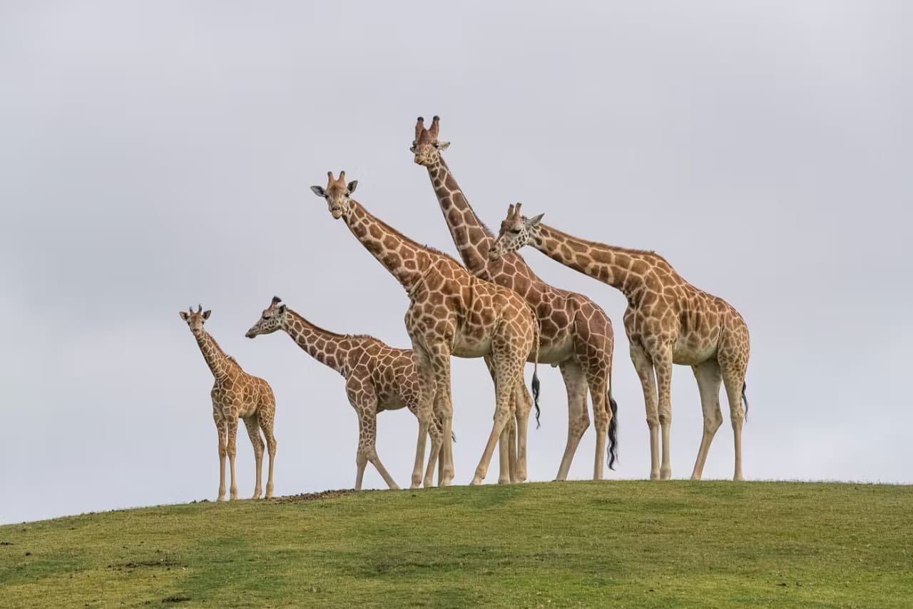 2-Visit Pass: San Diego Zoo + San Diego Zoo Safari Park Tickets - image 12