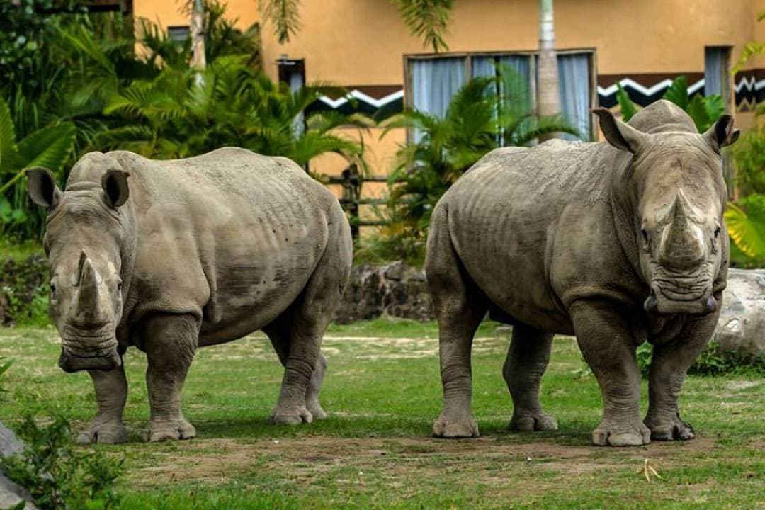 Entrada a Bali Safari Park - imagen 10