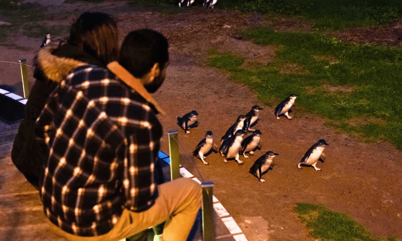 Penguins Express Tour from Melbourne - image 2