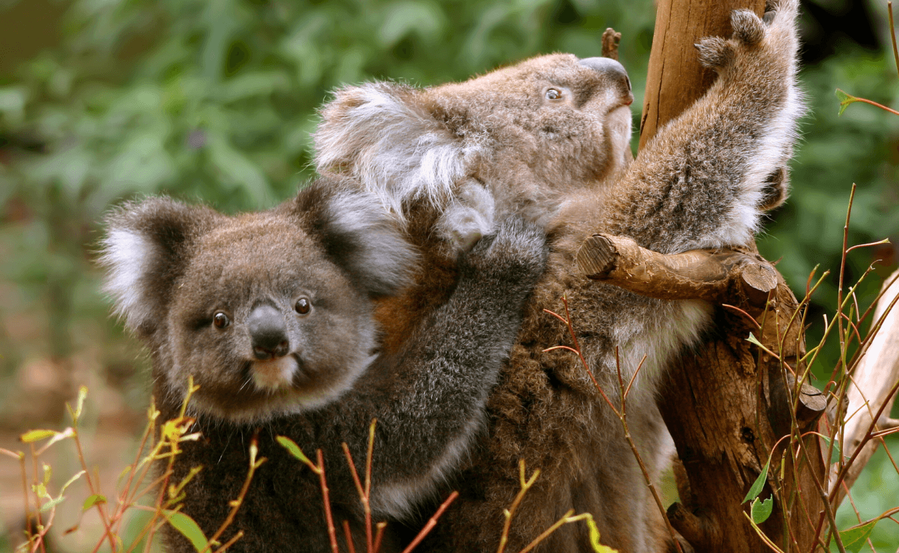 Great Ocean Road Tour from Melbourne - image 18