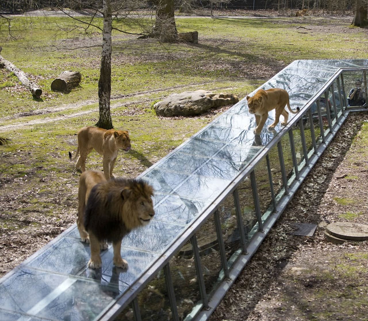 Thoiry ZooSafari: Skip The Line - image 8