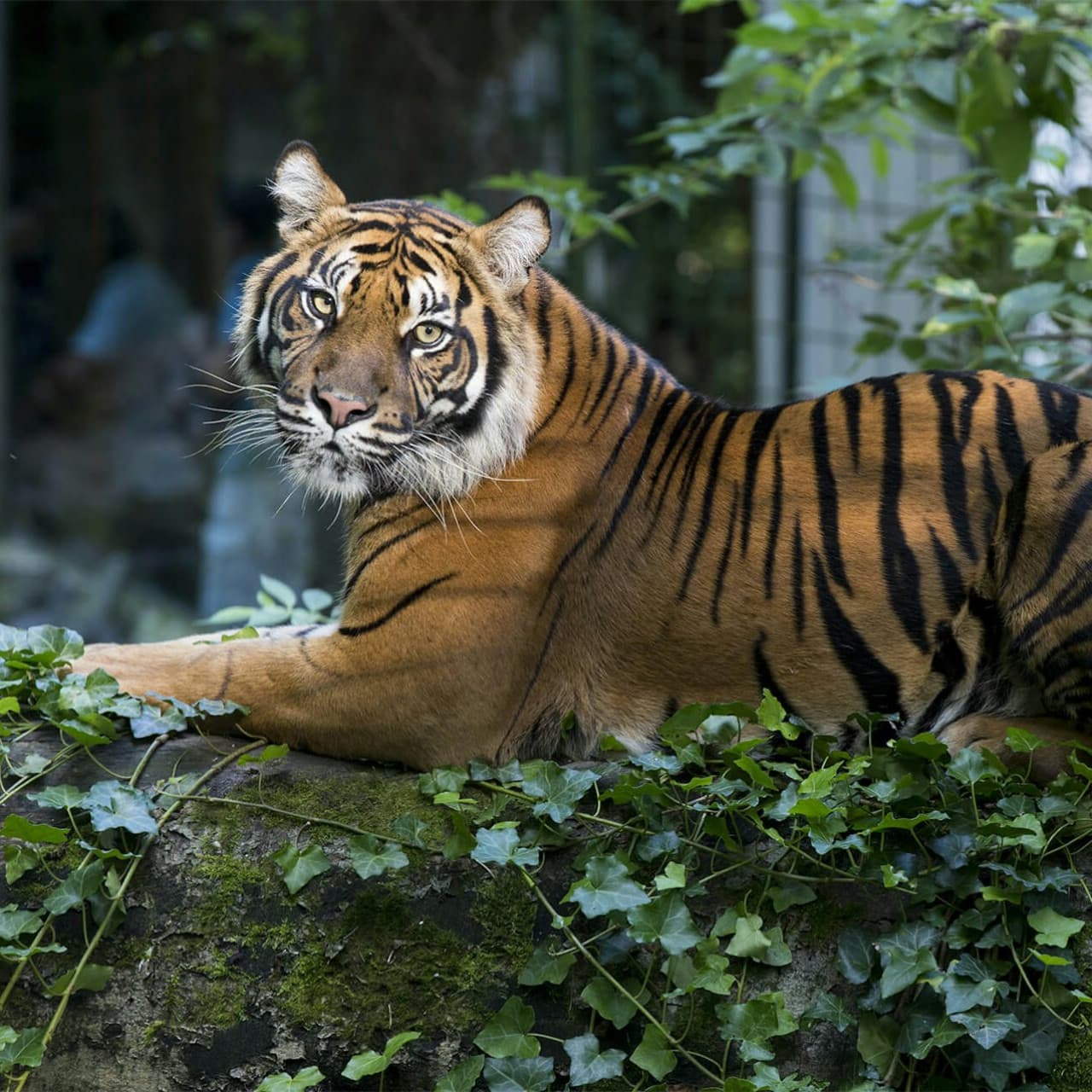 ZooParc de Beauval Ticket - 이미지 15