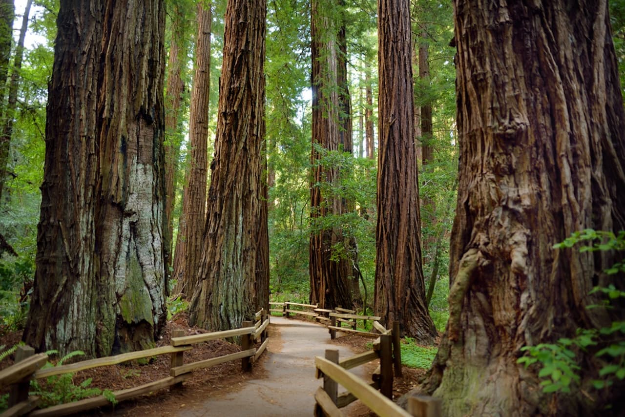 Muir Woods and Sausalito Tour from San Francisco - image 3
