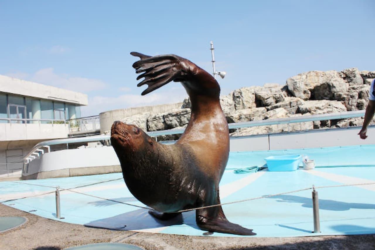 Oita Marine Palace Aquarium Umitamago Ticket - image 7