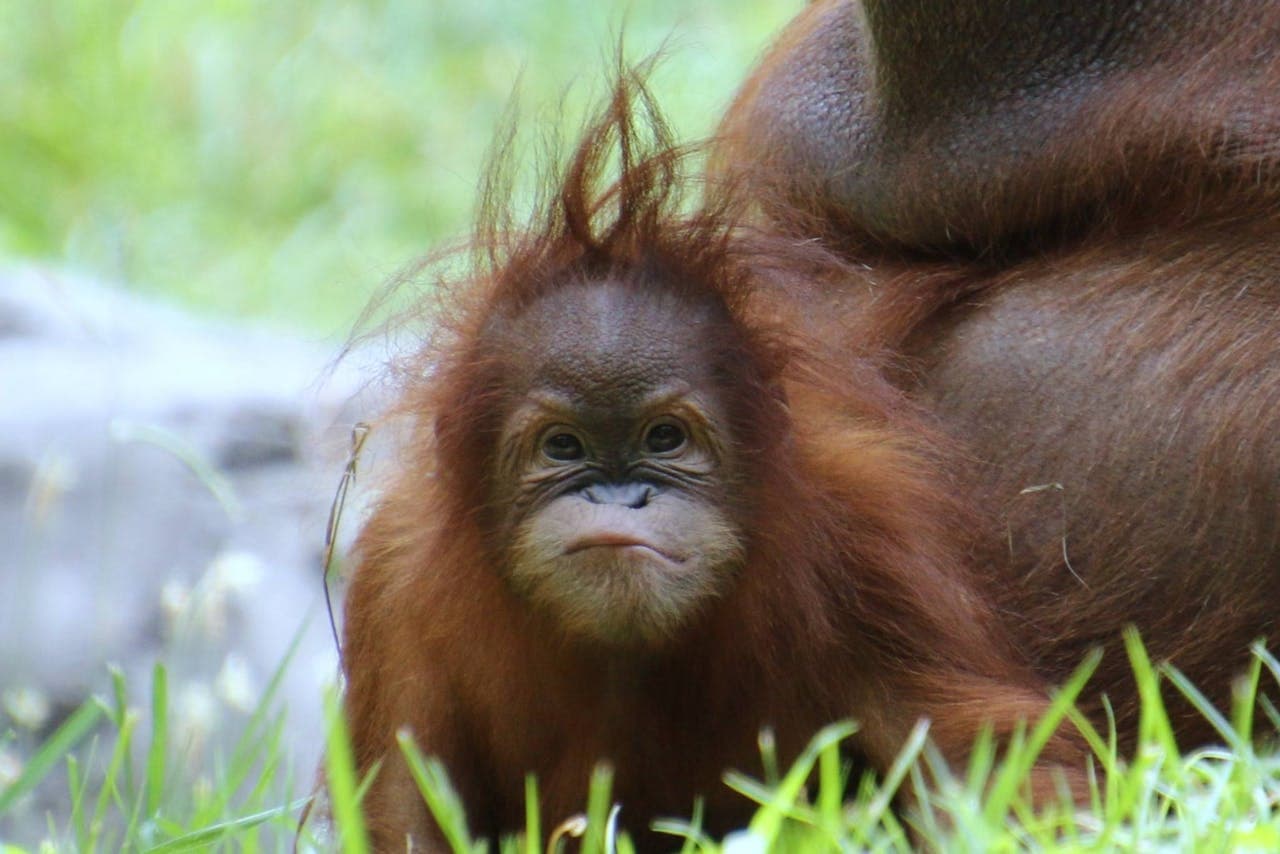 Zoo Atlanta Entry Ticket - image 3