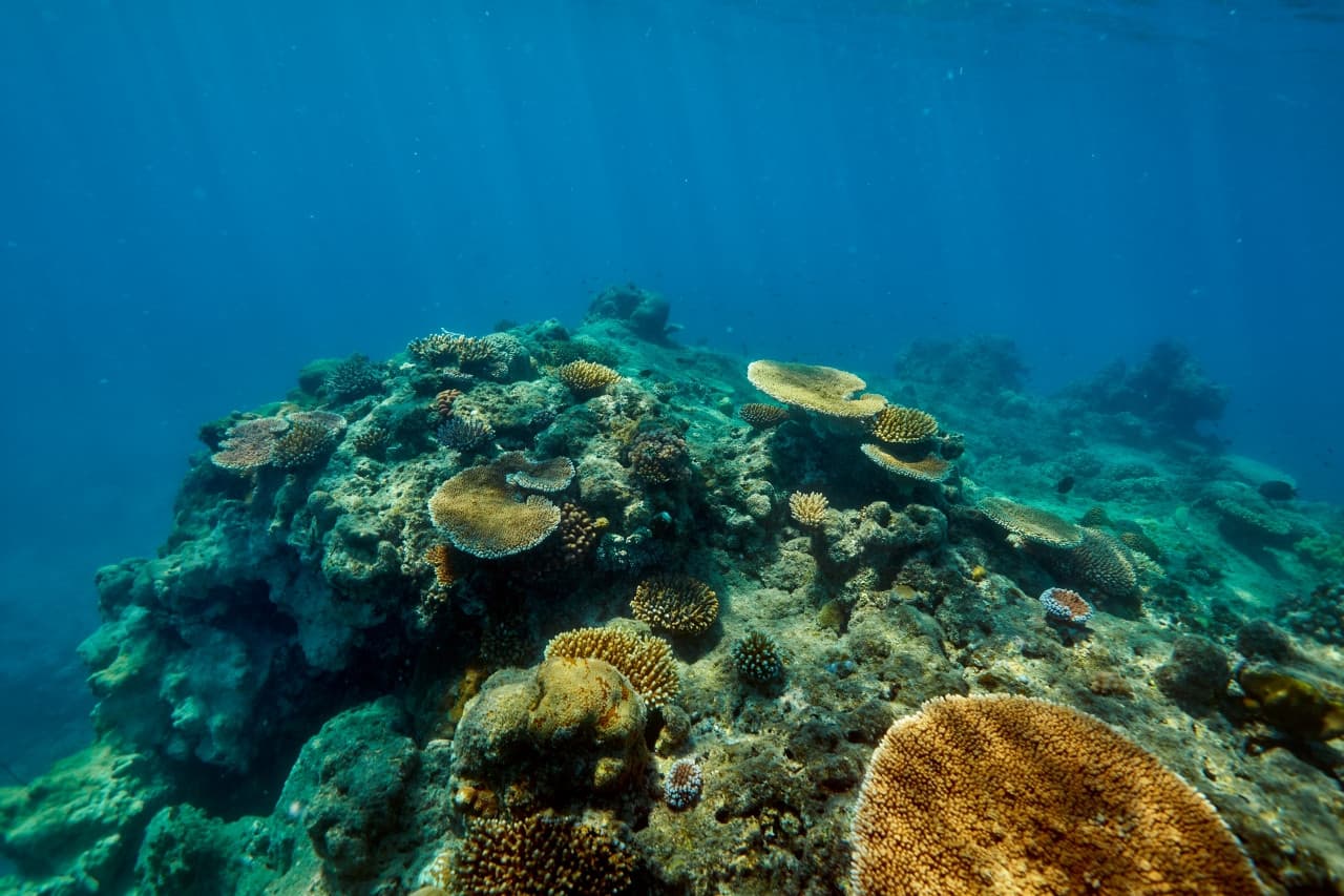 Green Island Great Barrier Reef Half Day Tour from Cairns - image 5