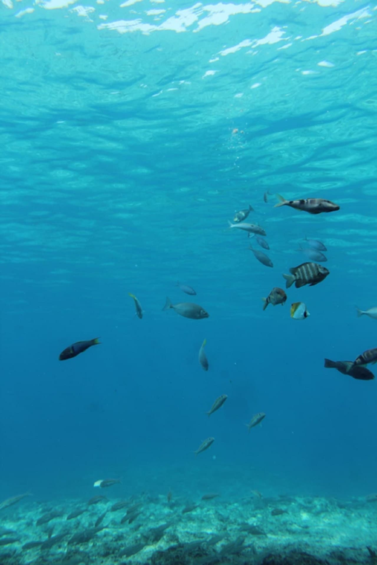 Okinawa Miyakojima Undersea Park - image 5