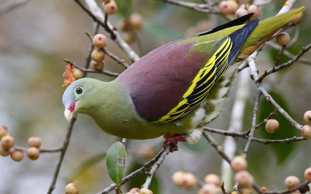 Desaru Coast Birdwatching Experience - image 2