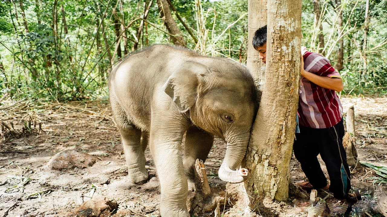 Elephant Jungle Sanctuary Chiang Mai - image 5