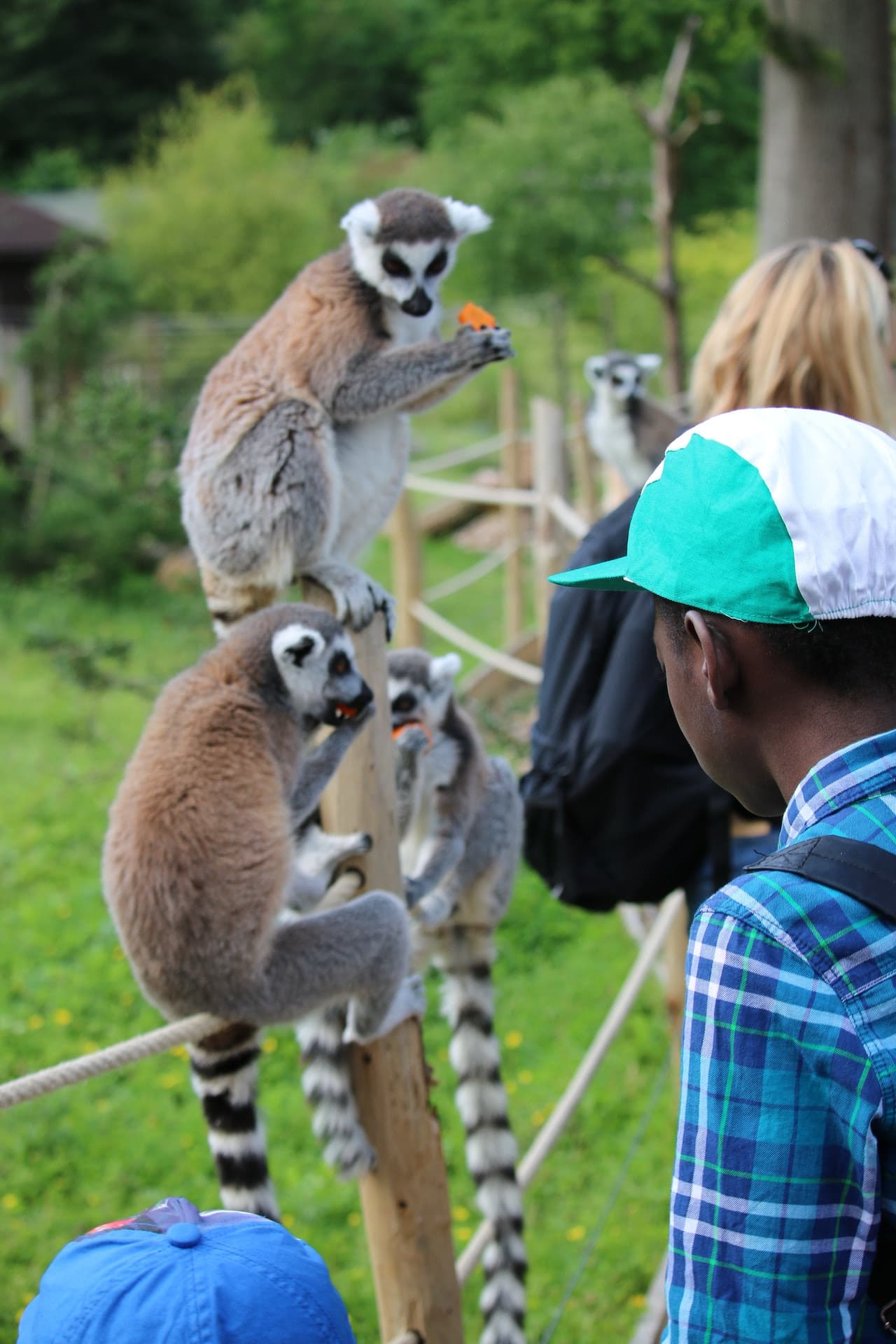 Thoiry ZooSafari: Sin filas - imagen 12