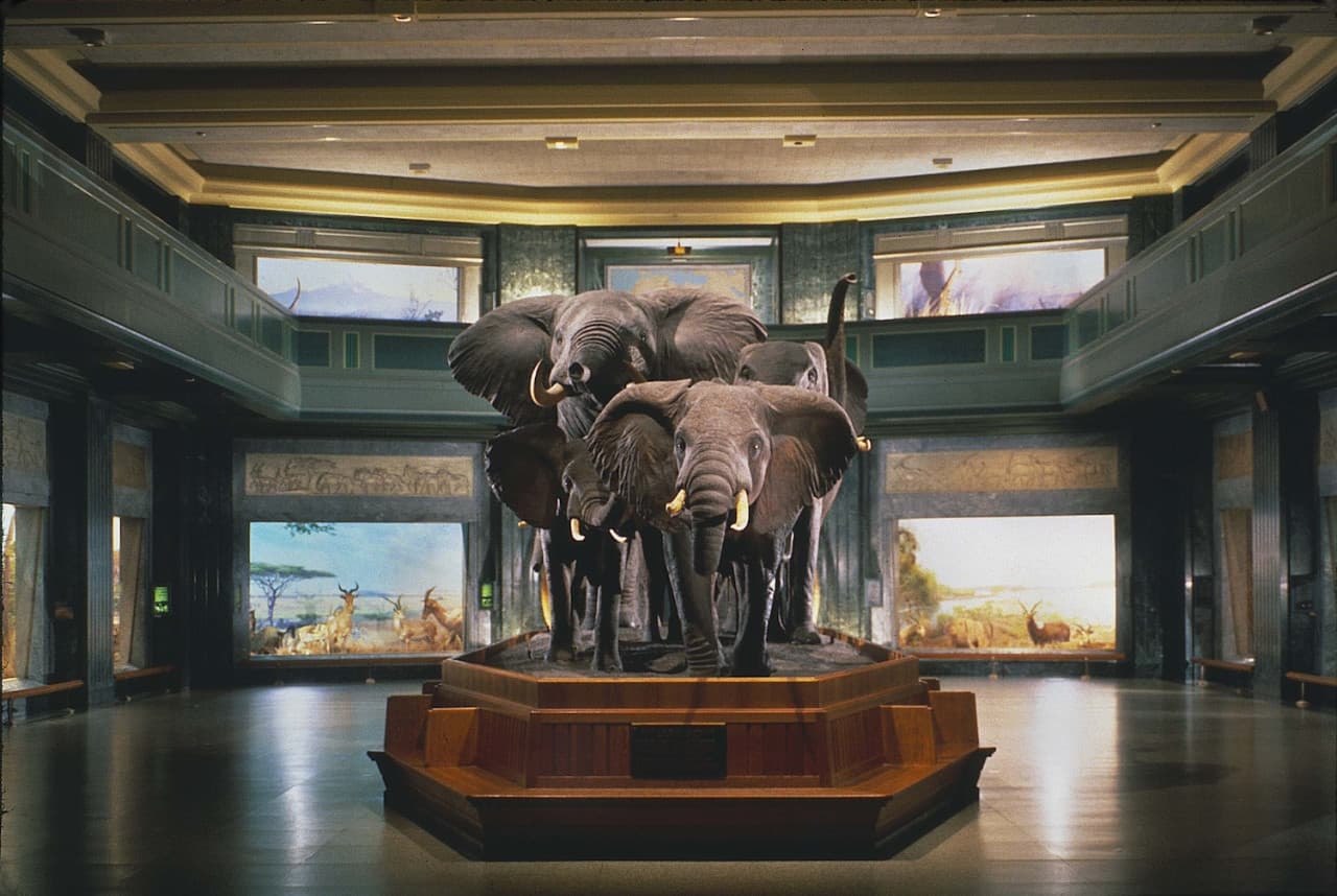 COMBO: American Museum of Natural History + The Museum of Modern Art (MoMA) Tickets - image 3