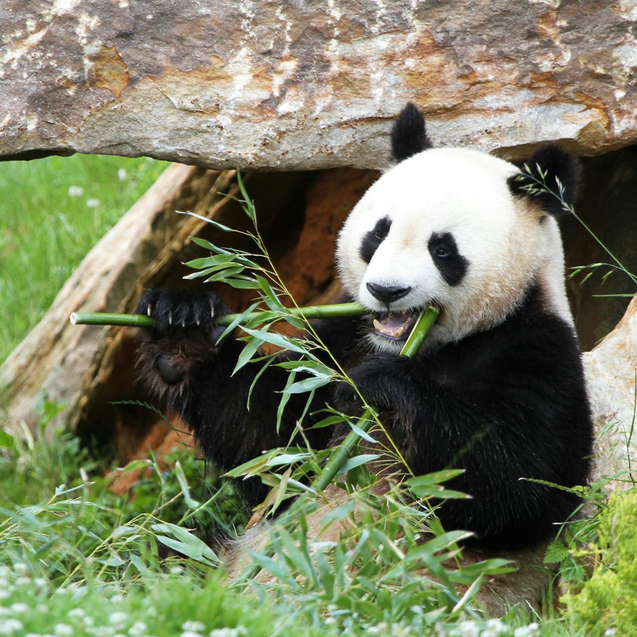 ZooParc de Beauval Ticket - image 3