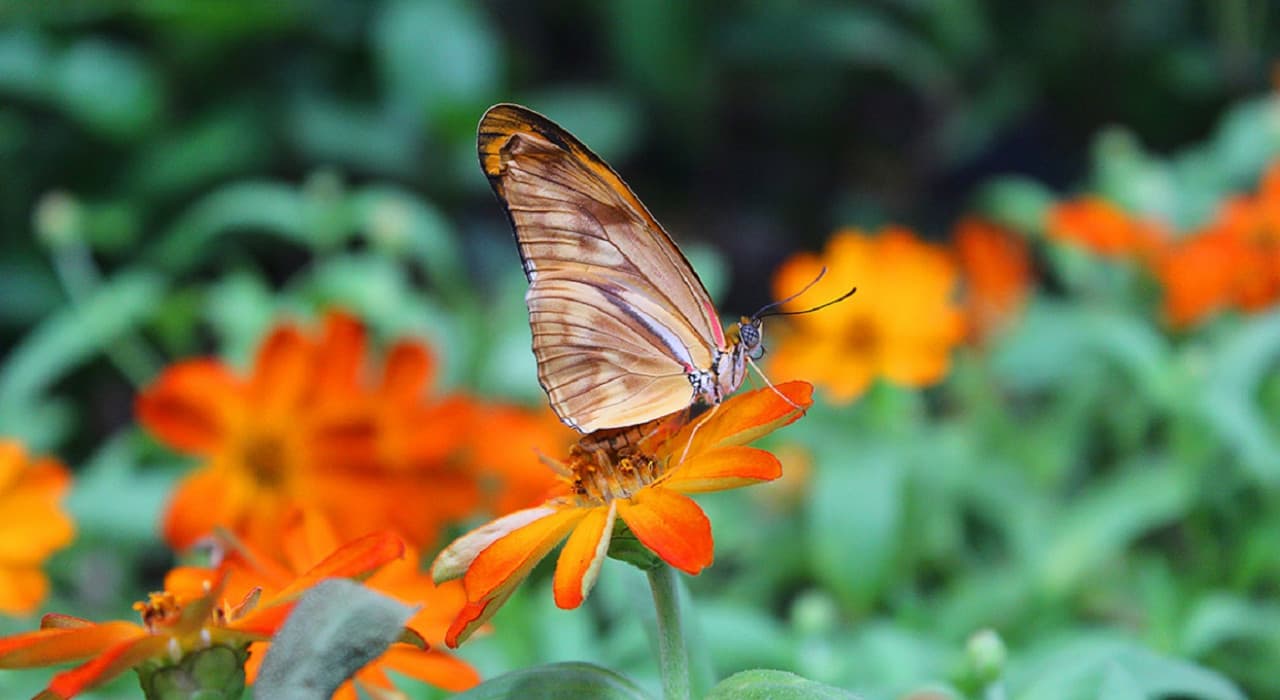 Dubai Butterfly Garden - image 2