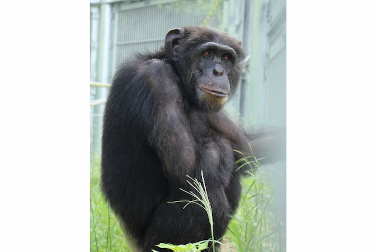 Okinawa Zoo & Museum Ticket - image 6