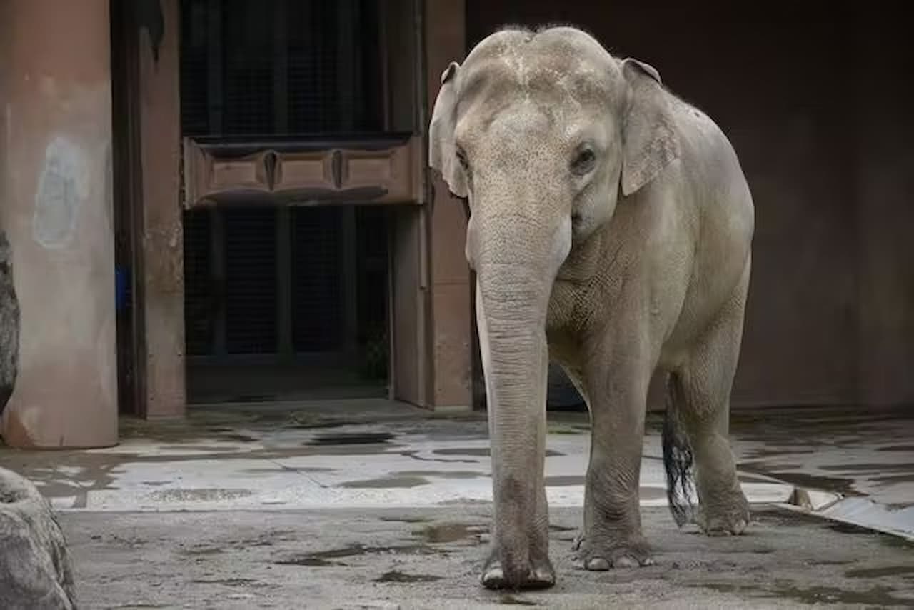 Zoológico y Jardines Botánicos Higashiyama de la ciudad de Nagoya - imagen 5