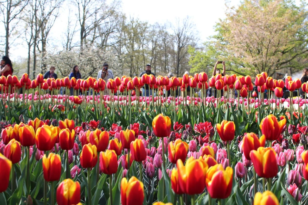 Keukenhof Gardens Ticket with Round Trip Bus Transfer from Amsterdam - image 9