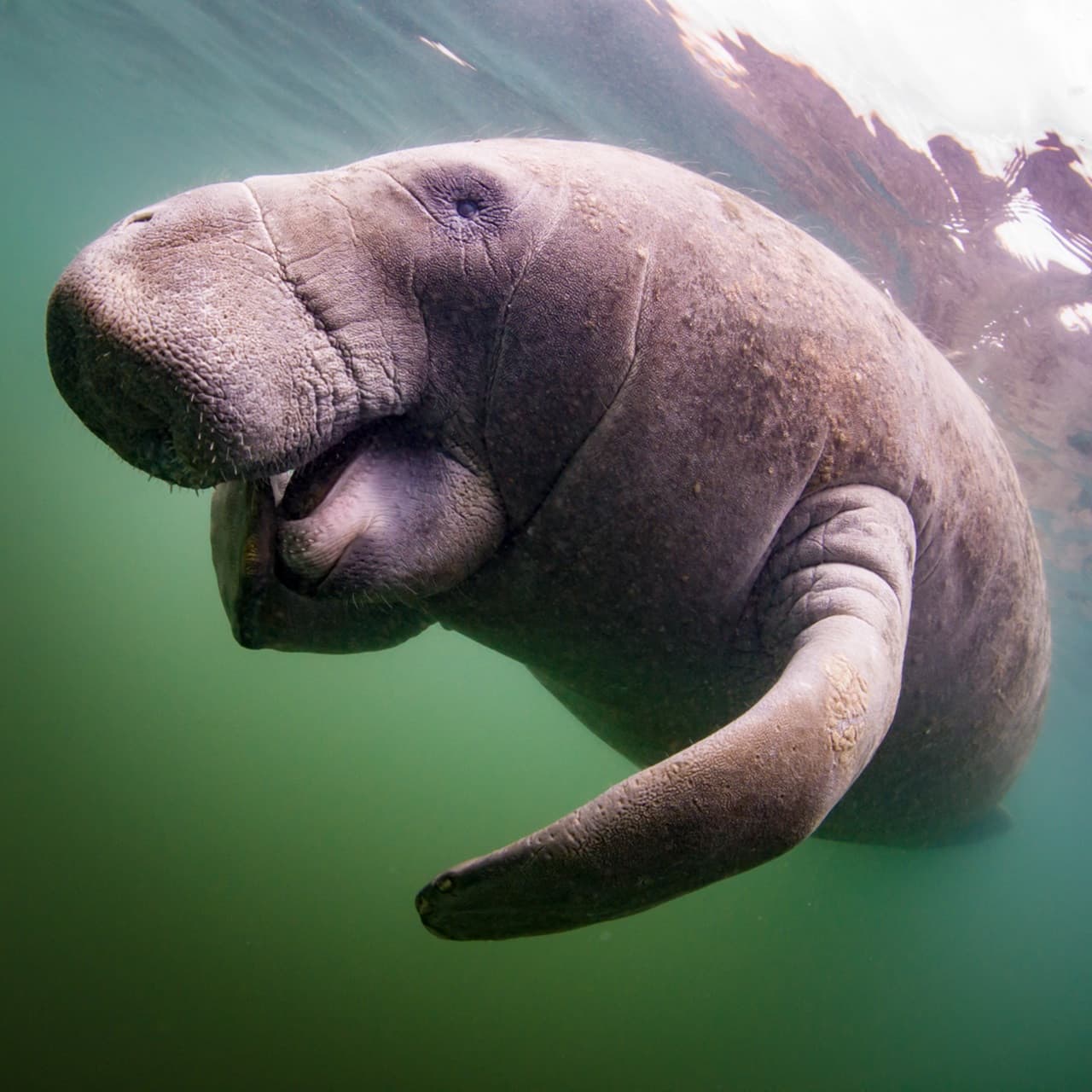 Florida Nature Coast Tour: Crystal River with Manatees Snorkelling, Homosassa State Park - image 6